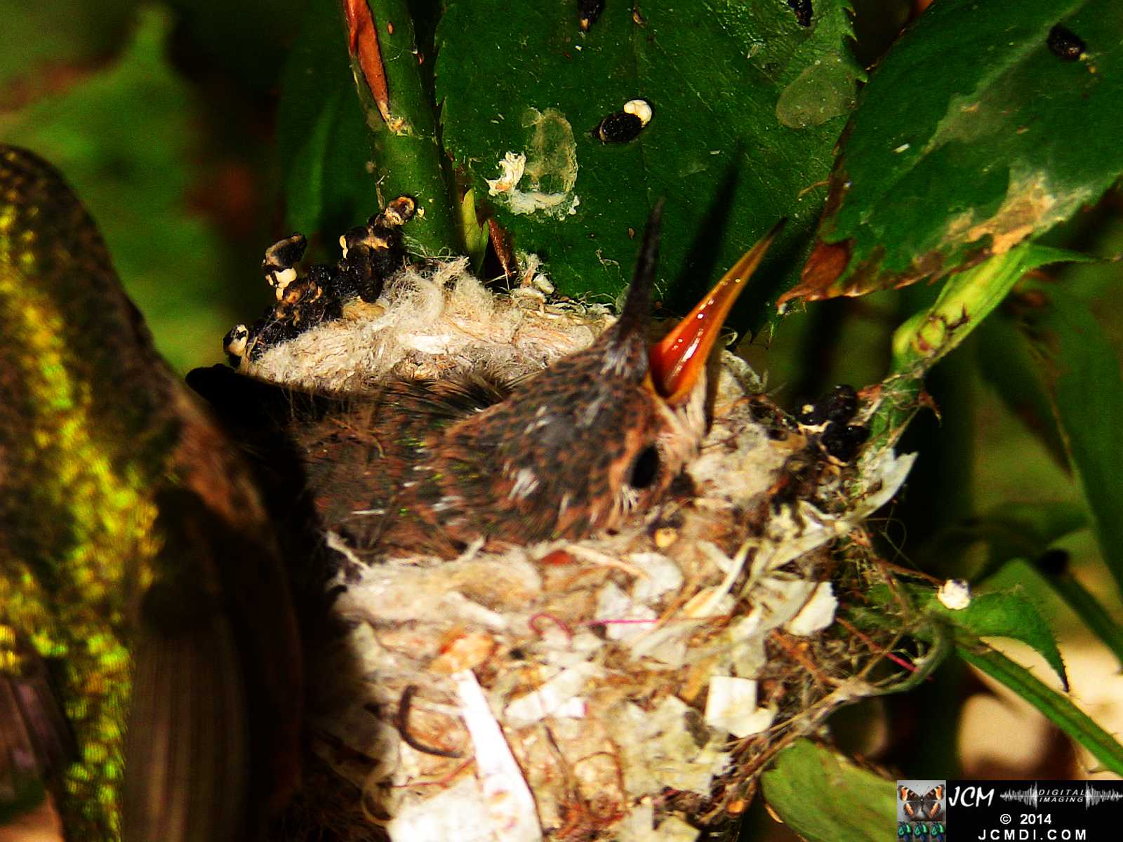 Allens Hummingbird chick and nest image 3-26-2014